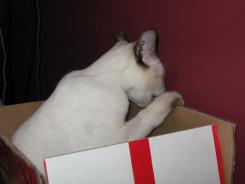 more kittens